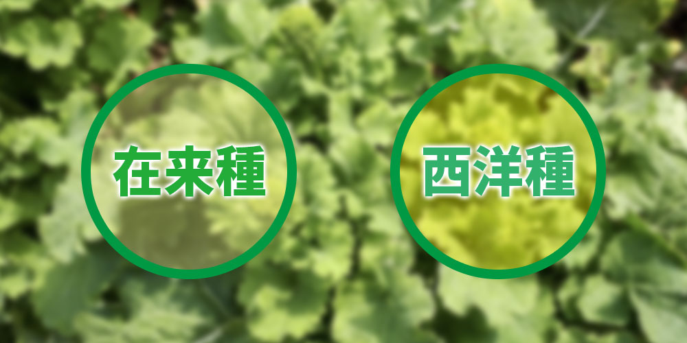 菜花(なばな)の在来種と西洋種の特徴
