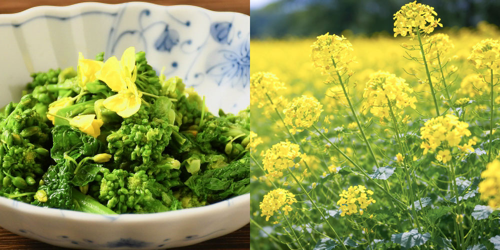 食用と観賞用で意味が変わる言葉の使い分け