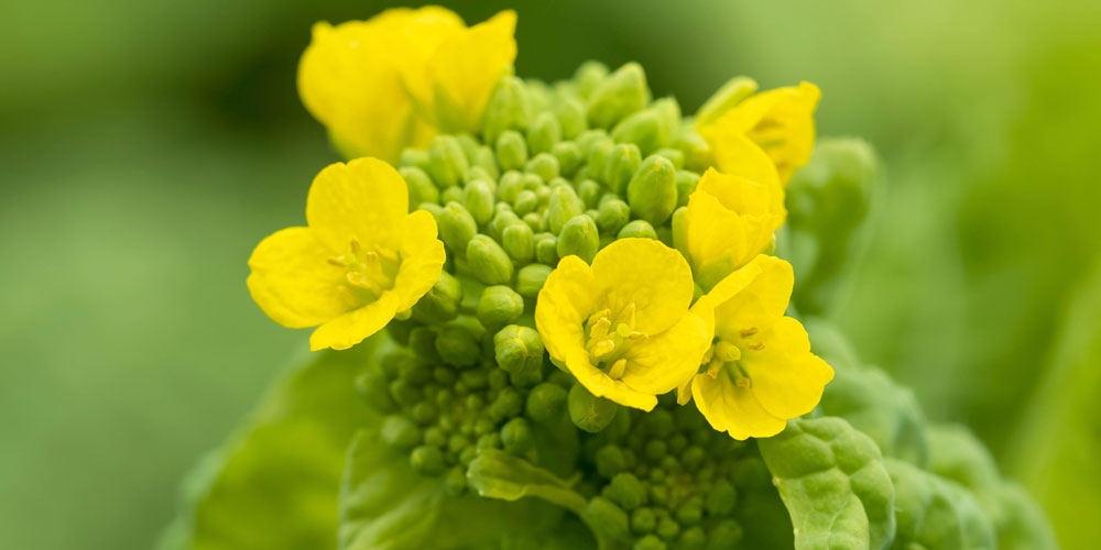 菜花はブランド野菜なの?