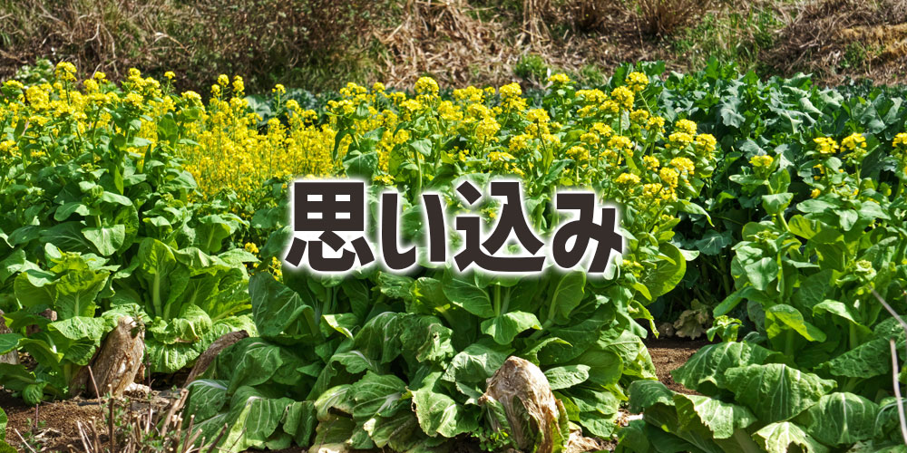 「全部同じ菜の花」という思い込み