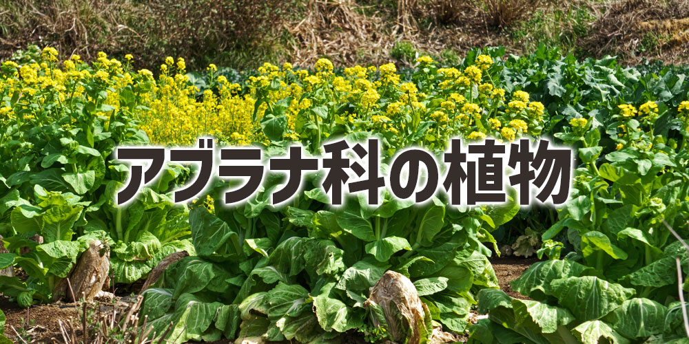 菜花と菜の花は同じアブラナ科の植物