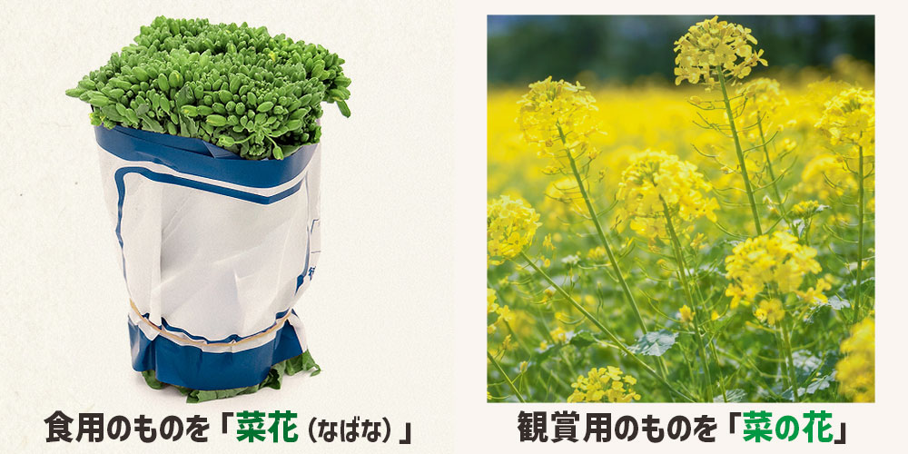 野菜として品種改良され食卓に並ぶものを「菜花(なばな)」と呼び、黄色い花を咲かせて景色を彩る観賞用のものを「菜の花」と呼ぶ