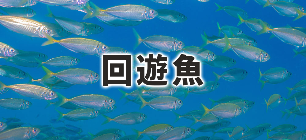 回遊魚とは