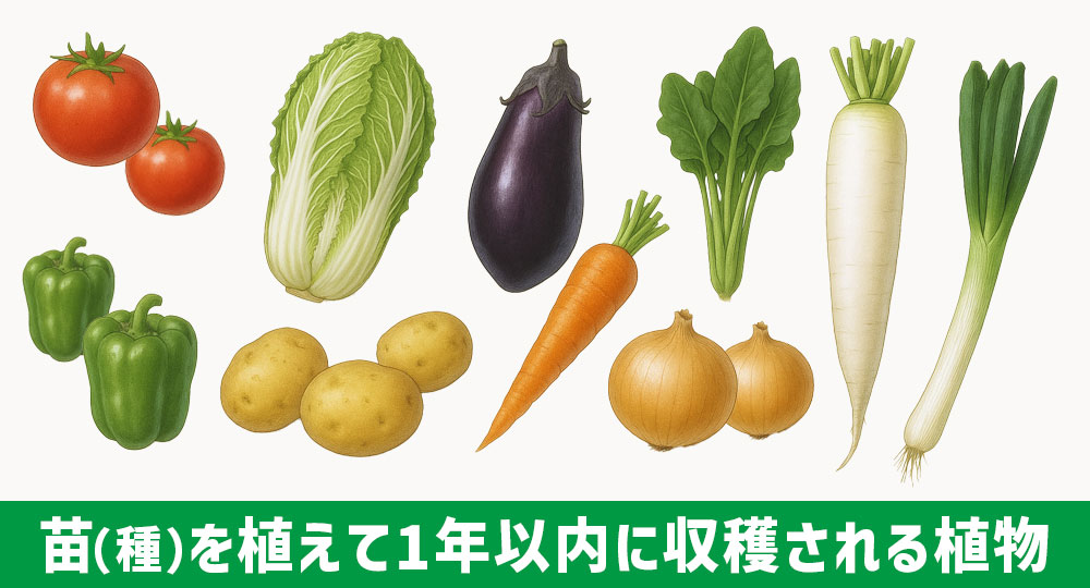 野菜(草本植物)