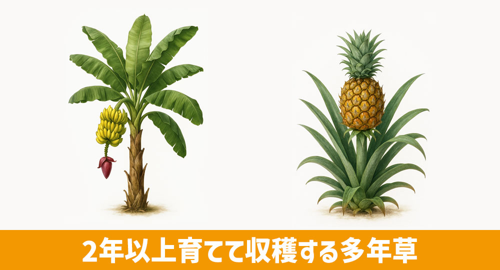 草本だけど「果樹」に分類される例:バナナとパイナップル