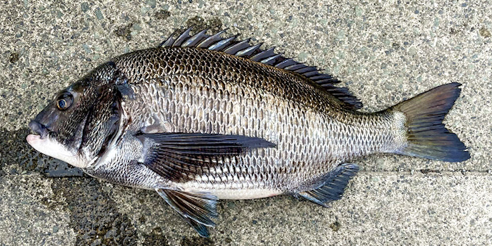 釣った黒鯛を食べるときの注意点