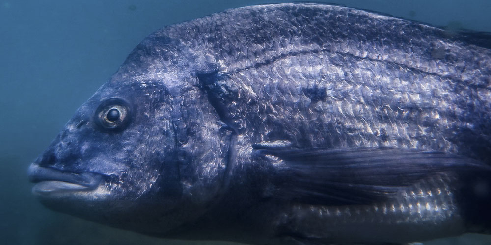 内湾・河口・汽水域・運河・港で育った黒鯛の特徴