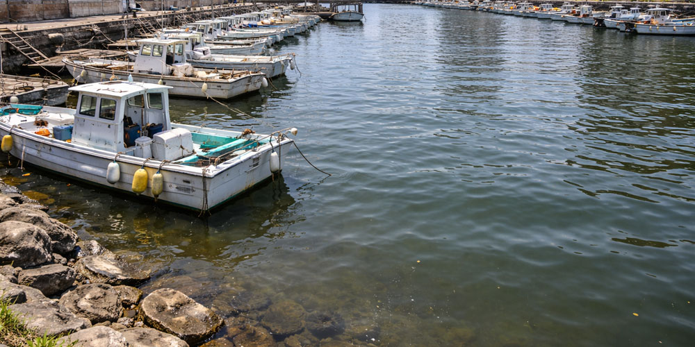 黒鯛に臭みが出やすい環境とは?