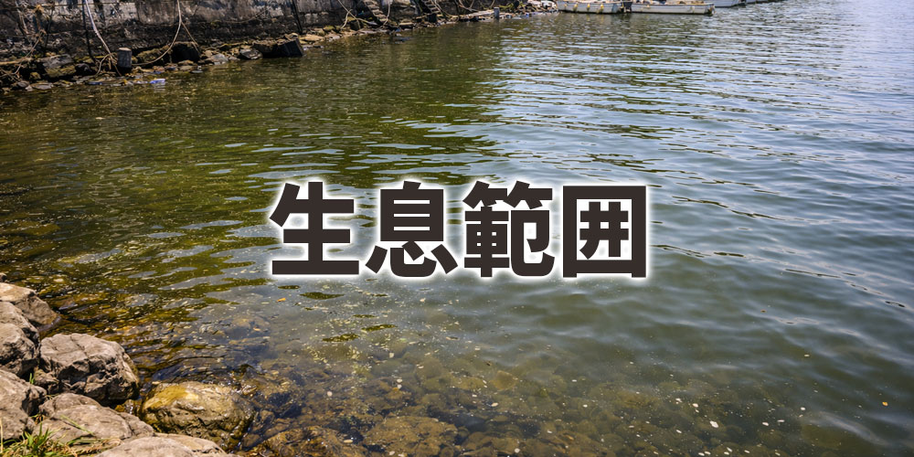 黒鯛はなぜ「当たり外れ」が大きい魚なのか