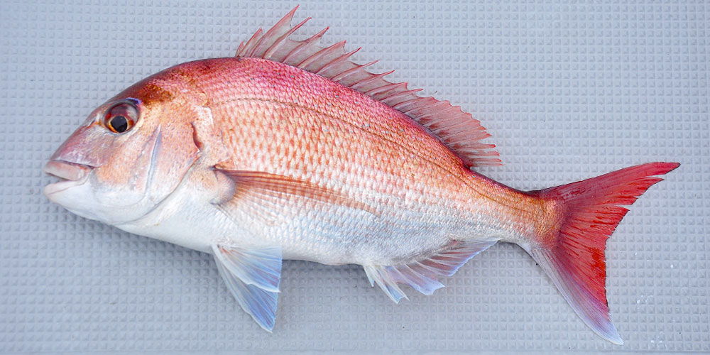 真鯛と比べるとまずく感じるって本当?