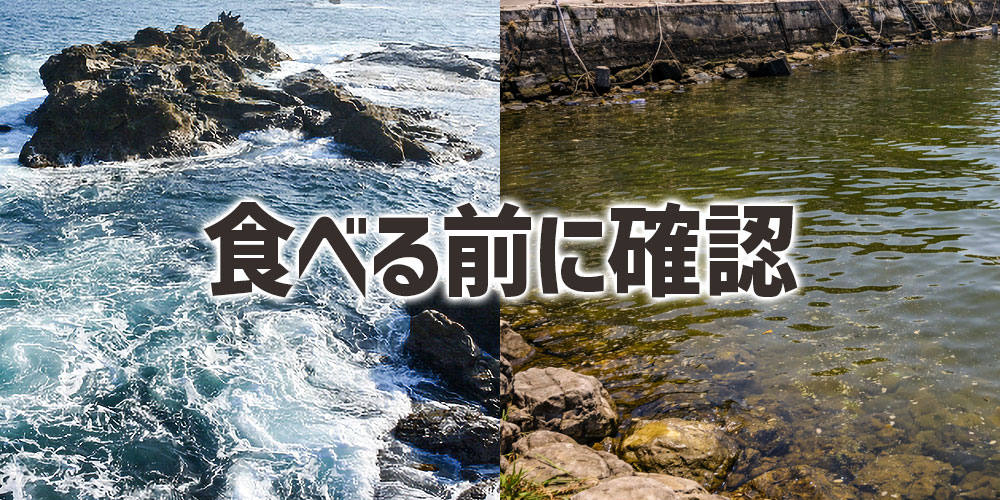 釣った黒鯛を食べる前に確認したいこと