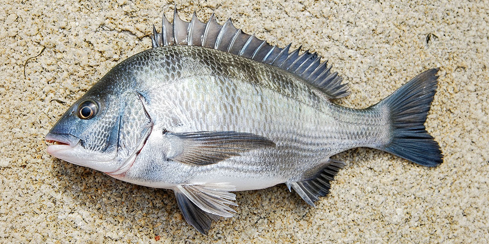 新鮮で美味しい黒鯛を選ぶポイント