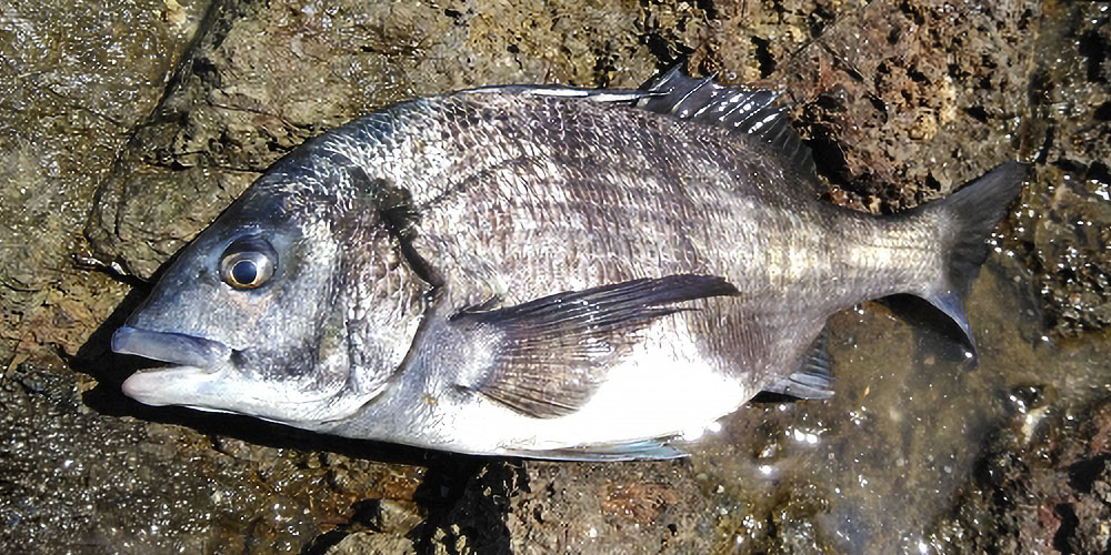 産卵前後で味はどう変わる?