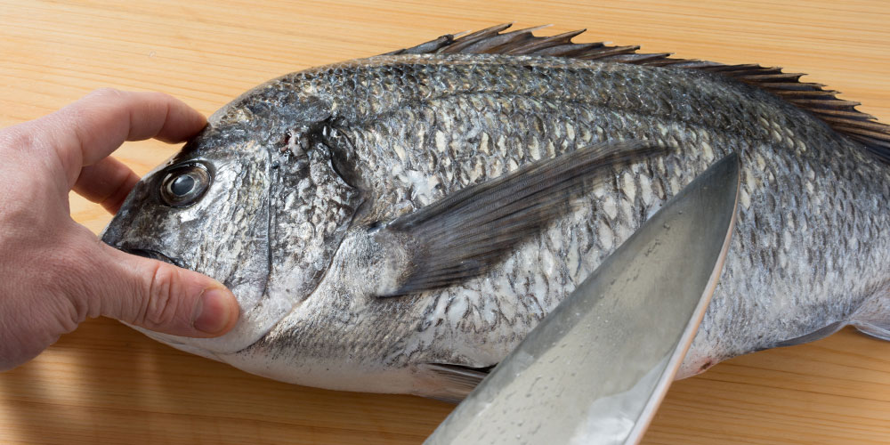 「黒鯛はまずい」と言われる理由はどこから来た?