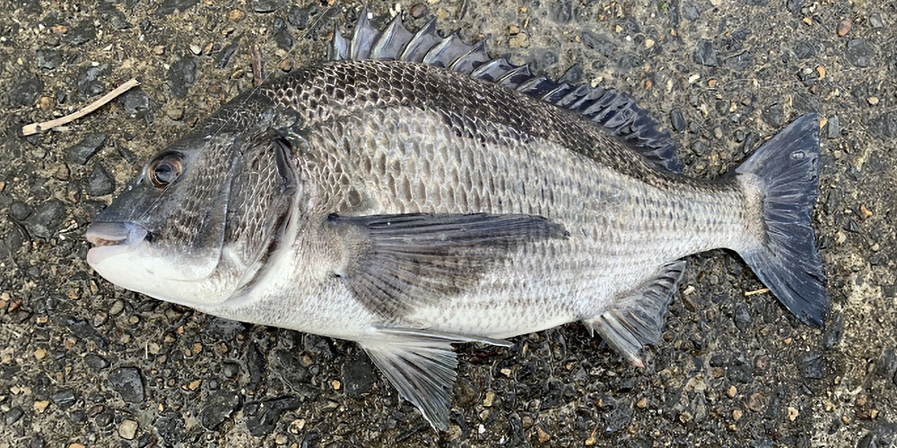 黒鯛が「まずい」かどうかは生息環境で決まる:まとめ