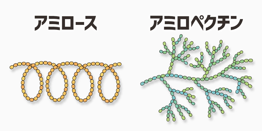 でんぷん構造の違い（アミロースとアミロペクチン）