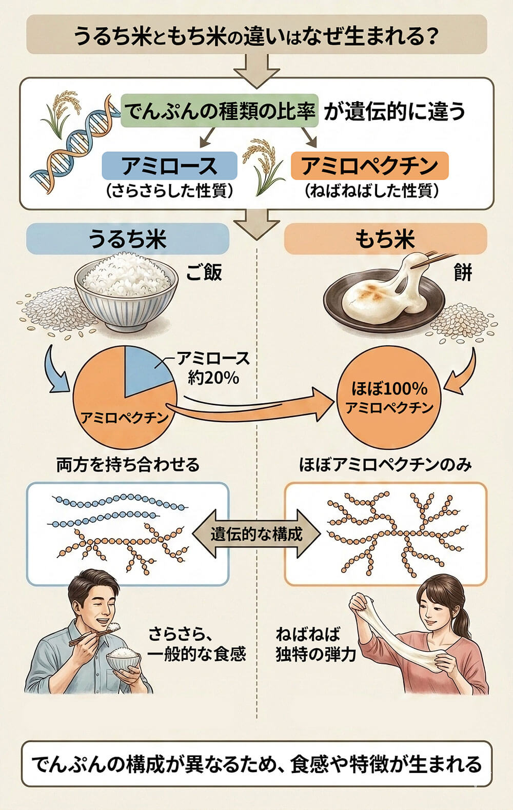 米（うるち米）ともち米の違いはなぜ生まれる？