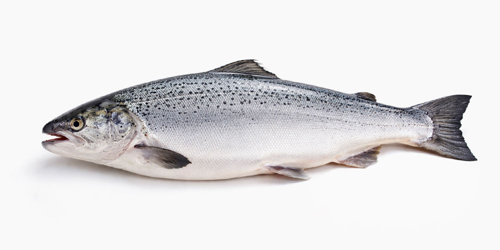 アトランティックサーモン（大西洋サーモン）