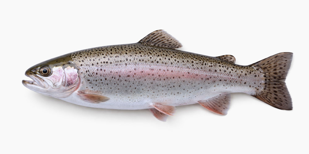 トラウトサーモン（サーモントラウト）