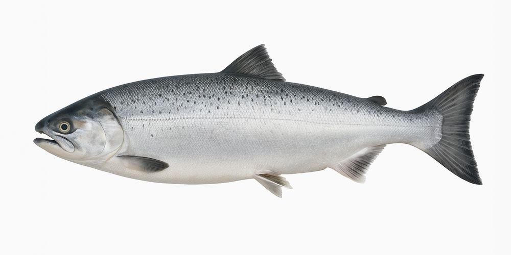 日本の「鮭」と海外の「サーモン」の違い