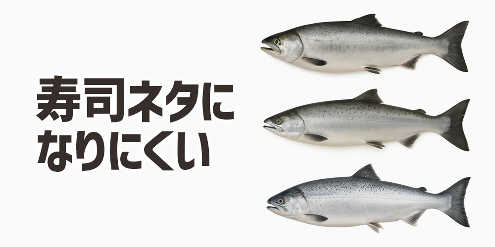 白鮭・銀鮭・紅鮭は寿司ネタになりにくい理由