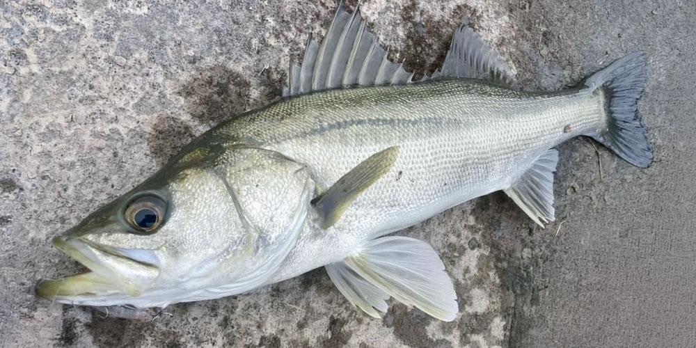 同じスズキでも味の評価が分かれる理由