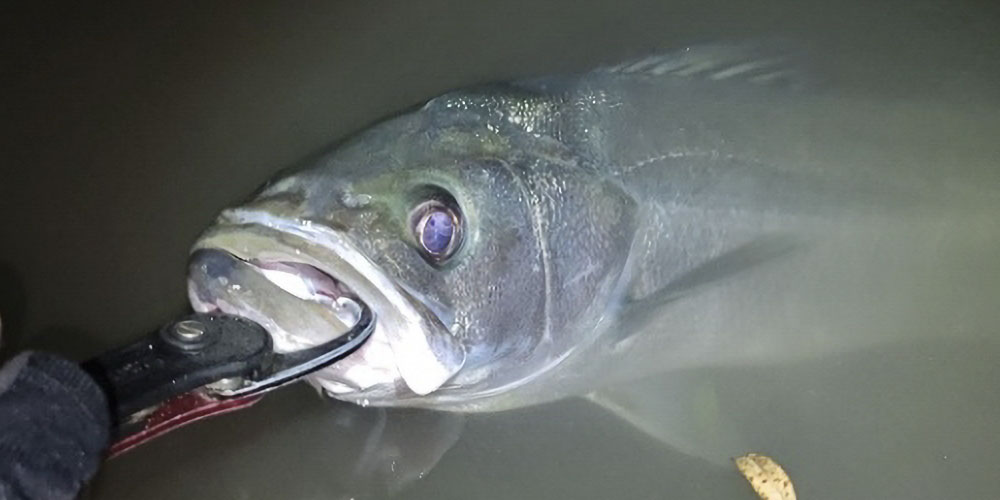 港湾や運河のスズキは「臭み」が強くなる場合がある