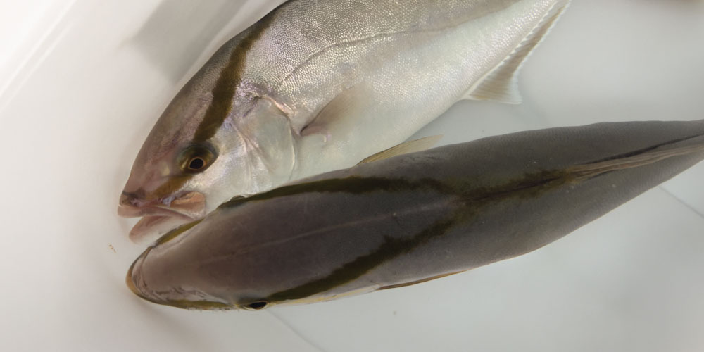 カンパチの口から背中までのライン（八の字）