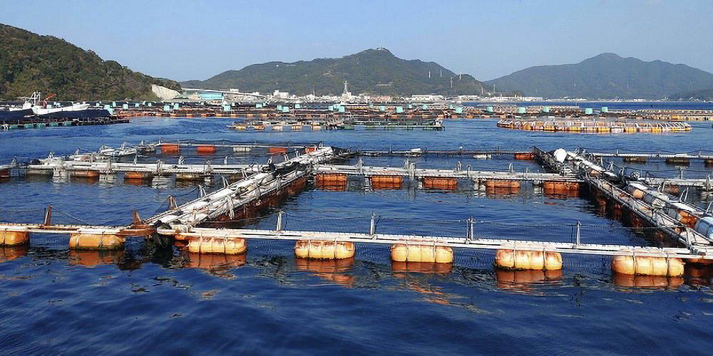 ブリとカンパチの養殖物と天然物の違い