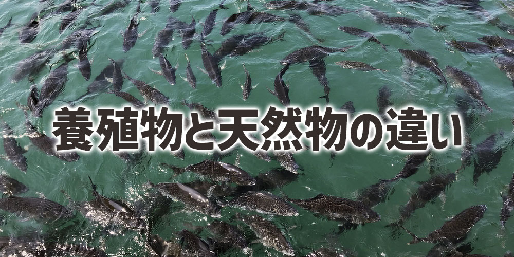 養殖と天然での値段の違い