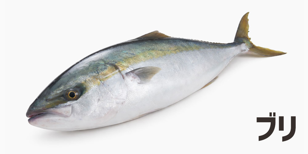 ブリの色