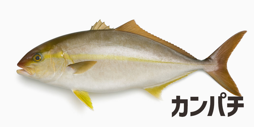 カンパチ