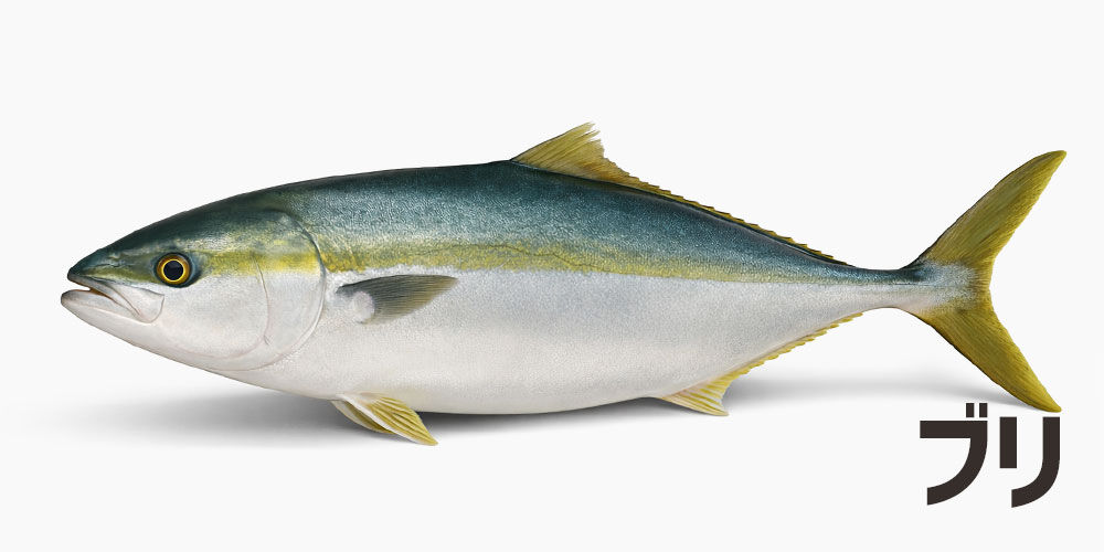 ブリ