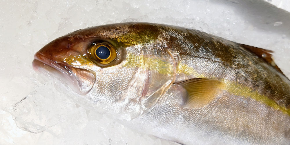 カンパチの旬は夏