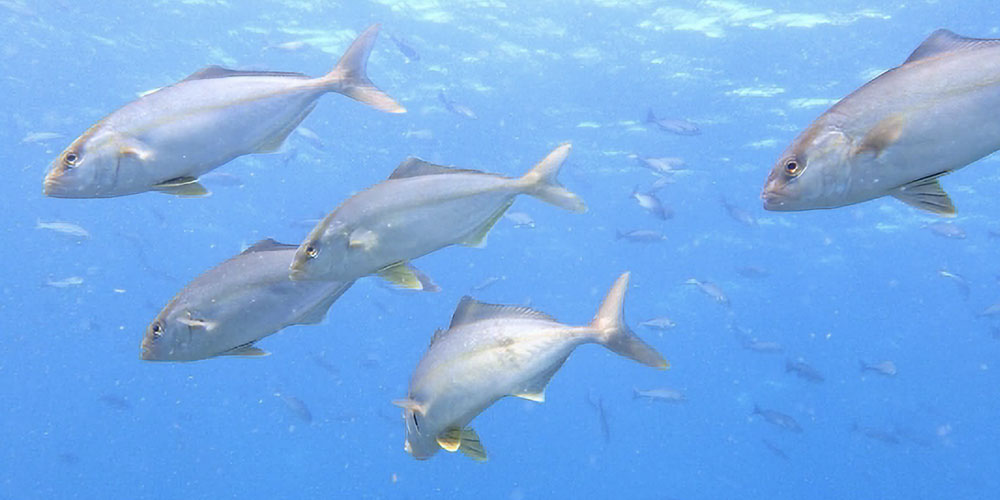 天然と養殖で旬が変わる理由