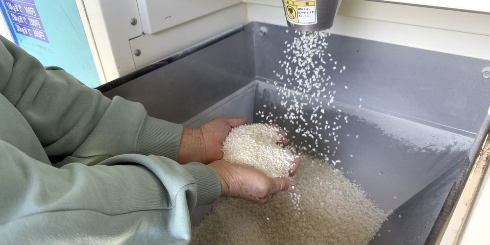 玄米と白米の違いは精米しているかどうか