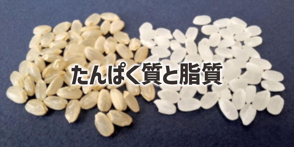 たんぱく質・脂質の含有量の違い