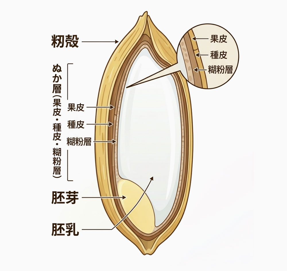 ぬか・胚芽・胚乳の違い