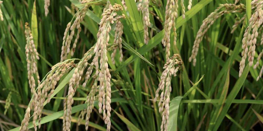 もみ殻（もみがら）