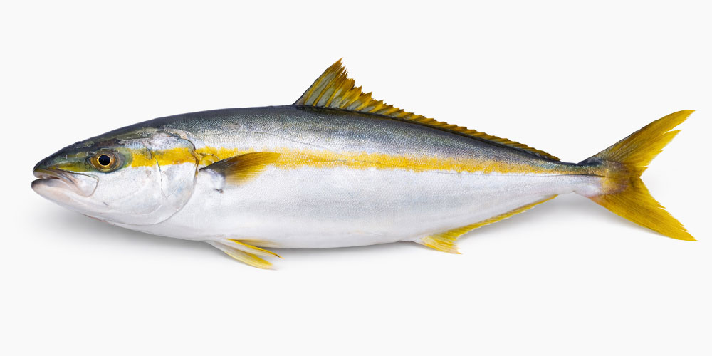 ヒラマサの見た目｜細長くスマートな体型と黄色いライン