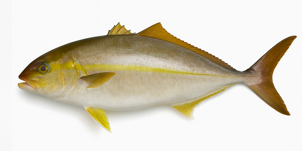 カンパチの見た目｜丸みのある体と頭の模様の特徴