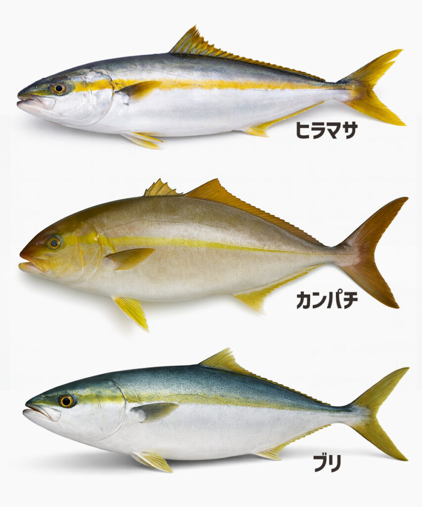 ヒラマサとカンパチとブリ（青物御三家）の違いを比較