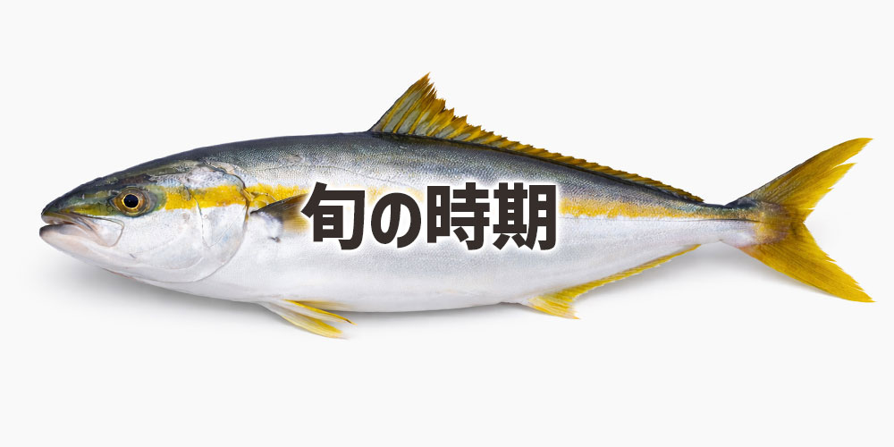ヒラマサの旬の時期
