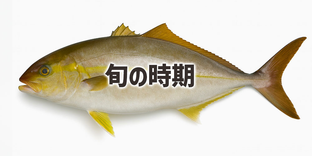 カンパチの旬の時期