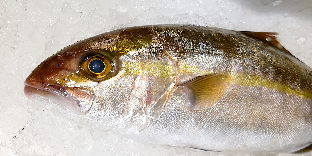 コスパで選ぶならどちらがおすすめ？