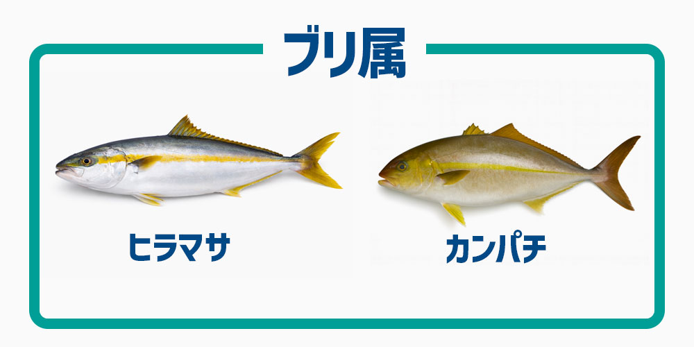 ヒラマサとカンパチはどちらもブリ属の青物魚