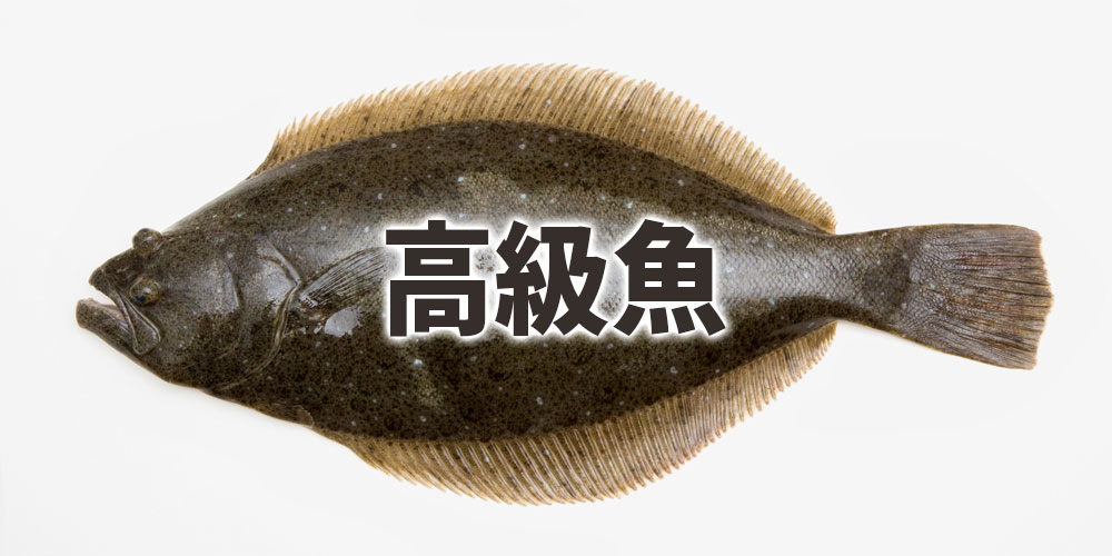 ヒラメが高級魚として扱われやすい理由