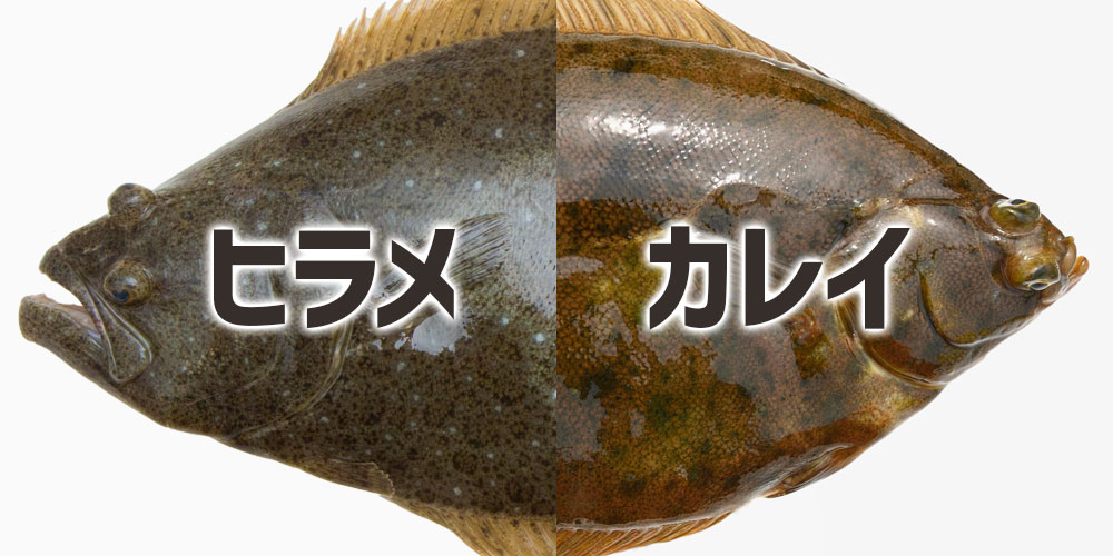 見た目・口・味・食感・料理・値段の違い一覧