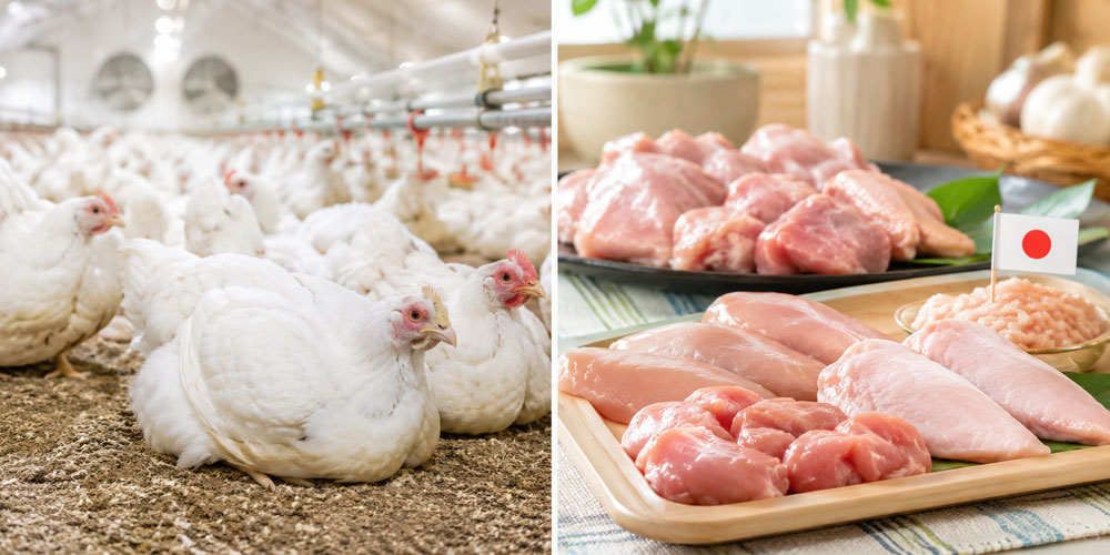ブロイラーと国産鶏肉は同じ？