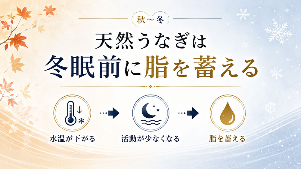 天然うなぎは冬眠前に脂を蓄える